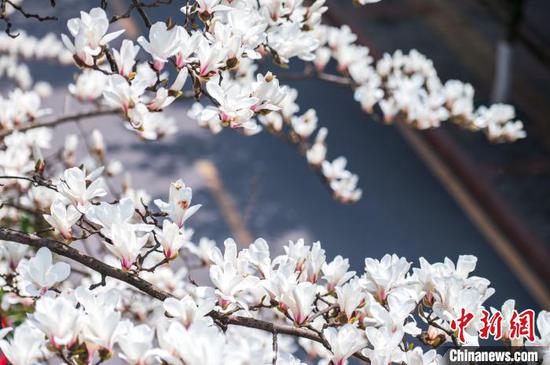 3月19日,贵阳市白云区朝晖路盛开的玉兰花。唐哲 摄 3月19日,贵阳市白云区朝晖路盛开的玉兰花。唐哲 摄