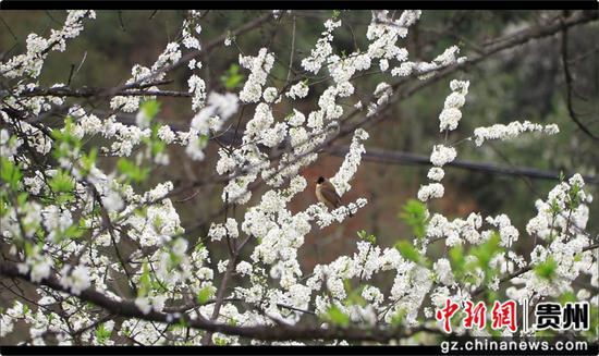 鸟儿静立在繁花枝头，似在欣赏春日美。罗金 摄