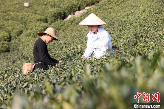 3月19日,茶农在贵州省黔南布依族苗族自治州贵定县云雾镇境内的茶园采摘春茶。该镇种植的10.8万亩茶叶进入采摘季,当地茶农、茶企忙于采摘、制作春茶供应市场,一派繁忙。中新社记者 瞿宏伦 摄 3月19日,茶农在贵州省黔南布依族苗族自治州贵定县云雾镇境内的茶园采摘春茶。该镇种植的10.8万亩茶叶进入采摘季,当地茶农、茶企忙于采摘、制作春茶供应市场,一派繁忙。中新社记者 瞿宏伦 摄