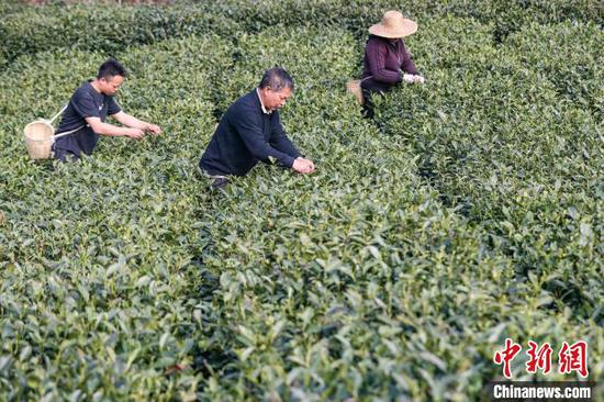 3月19日,茶农在贵州省黔南布依族苗族自治州贵定县云雾镇境内的茶园采摘春茶。该镇种植的10.8万亩茶叶进入采摘季,当地茶农、茶企忙于采摘、制作春茶供应市场,一派繁忙。中新社记者 瞿宏伦 摄 3月19日,茶农在贵州省黔南布依族苗族自治州贵定县云雾镇境内的茶园采摘春茶。该镇种植的10.8万亩茶叶进入采摘季,当地茶农、茶企忙于采摘、制作春茶供应市场,一派繁忙。中新社记者 瞿宏伦 摄