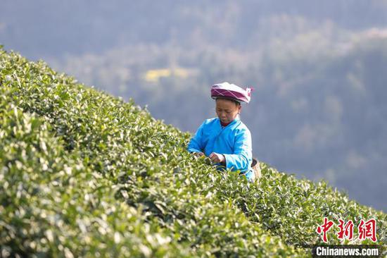 3月19日,茶农在贵州省黔南布依族苗族自治州贵定县云雾镇境内的茶园采摘春茶。该镇种植的10.8万亩茶叶进入采摘季,当地茶农、茶企忙于采摘、制作春茶供应市场,一派繁忙。中新社记者 瞿宏伦 摄 3月19日,茶农在贵州省黔南布依族苗族自治州贵定县云雾镇境内的茶园采摘春茶。该镇种植的10.8万亩茶叶进入采摘季,当地茶农、茶企忙于采摘、制作春茶供应市场,一派繁忙。中新社记者 瞿宏伦 摄