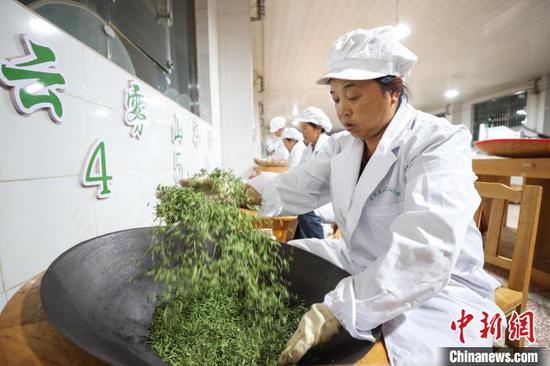 3月19日,工人在贵州省黔南布依族苗族自治州贵定县云雾镇境内的茶叶加工车间制作春茶。该镇种植的10.8万亩茶叶进入采摘季,当地茶农、茶企忙于采摘、制作春茶供应市场,一派繁忙。中新社记者 瞿宏伦 摄 3月19日,工人在贵州省黔南布依族苗族自治州贵定县云雾镇境内的茶叶加工车间制作春茶。该镇种植的10.8万亩茶叶进入采摘季,当地茶农、茶企忙于采摘、制作春茶供应市场,一派繁忙。中新社记者 瞿宏伦 摄