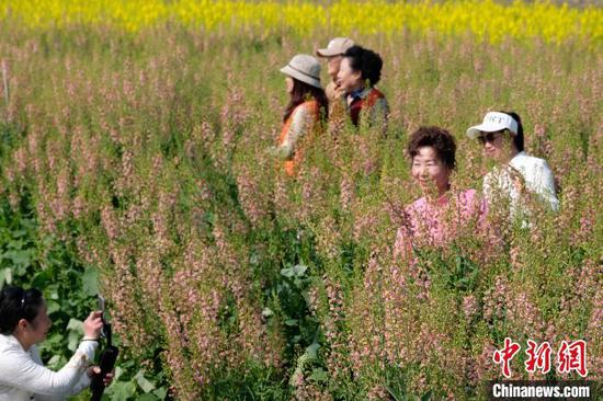 图为3月19日，民众在彩色油菜花从中拍照打卡。石小杰 摄
