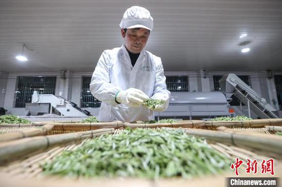 3月19日,工人在贵州省黔南布依族苗族自治州贵定县云雾镇境内的茶叶加工车间制作春茶。该镇种植的10.8万亩茶叶进入采摘季,当地茶农、茶企忙于采摘、制作春茶供应市场,一派繁忙。中新社记者 瞿宏伦 摄 3月19日,工人在贵州省黔南布依族苗族自治州贵定县云雾镇境内的茶叶加工车间制作春茶。该镇种植的10.8万亩茶叶进入采摘季,当地茶农、茶企忙于采摘、制作春茶供应市场,一派繁忙。中新社记者 瞿宏伦 摄