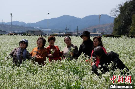 图为3月19日，民众在肥田萝卜花丛中拍照。石小杰 摄