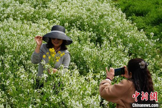 图为3月19日，民众在肥田萝卜花丛中拍照。石小杰 摄