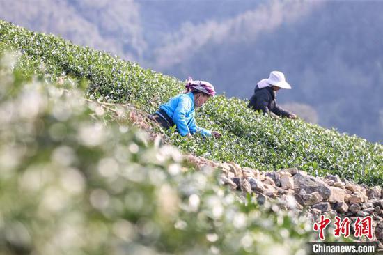 3月19日,茶农在贵州省黔南布依族苗族自治州贵定县云雾镇境内的茶园采摘春茶。该镇种植的10.8万亩茶叶进入采摘季,当地茶农、茶企忙于采摘、制作春茶供应市场,一派繁忙。中新社记者 瞿宏伦 摄 3月19日,茶农在贵州省黔南布依族苗族自治州贵定县云雾镇境内的茶园采摘春茶。该镇种植的10.8万亩茶叶进入采摘季,当地茶农、茶企忙于采摘、制作春茶供应市场,一派繁忙。中新社记者 瞿宏伦 摄