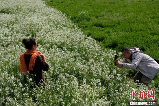图为3月19日，民众在肥田萝卜花丛中拍照。石小杰 摄