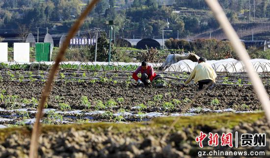 3月19日,村民在道真仡佬族苗族自治县玉溪镇大路村田间劳作。