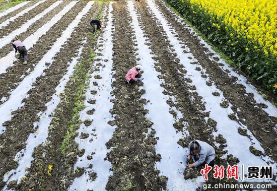 3月19日,村民在道真仡佬族苗族自治县玉溪镇大路村田间劳作。