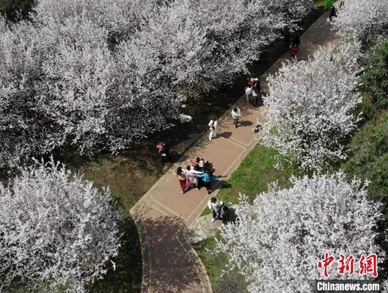 图为3月19日，民众在花丛中拍照打卡。(无人机照片)石小杰 摄