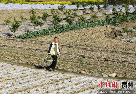 3月19日,村民在道真仡佬族苗族自治县玉溪镇大路村田间劳作。