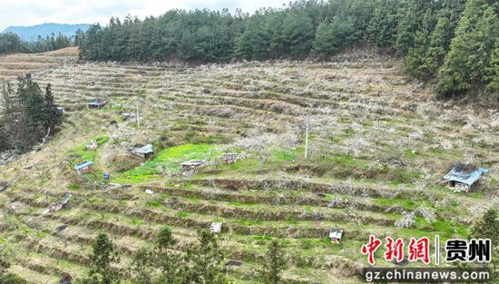 小熊湾蜂糖李基地一角 小熊湾蜂糖李基地一角