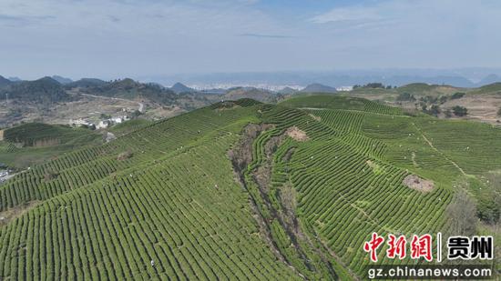 惠水县苗咕噜茶园 惠水县苗咕噜茶园