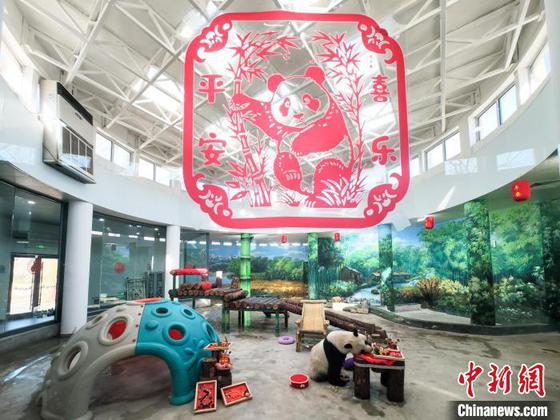 1月27日,天津动物园熊猫馆,大熊猫“喜乐”品尝它的“年夜饭”。随着春节的临近,天津动物园饲养员和营养师团队特别为大熊猫们精心准备了“肥猪拱门、福气满满、蛇么都好、甜甜蜜蜜、金蛇送福、年年有余”等六道大餐,让国宝大熊猫们尽享年味儿。中新社记者 佟郁 摄 1月27日,天津动物园熊猫馆,大熊猫“喜乐”品尝它的“年夜饭”。随着春节的临近,天津动物园饲养员和营养师团队特别为大熊猫们精心准备了“肥猪拱门、福气满满、蛇么都好、甜甜蜜蜜、金蛇送福、年年有余”等六道大餐,让国宝大熊猫们尽享年味儿。中新社记者 佟郁 摄