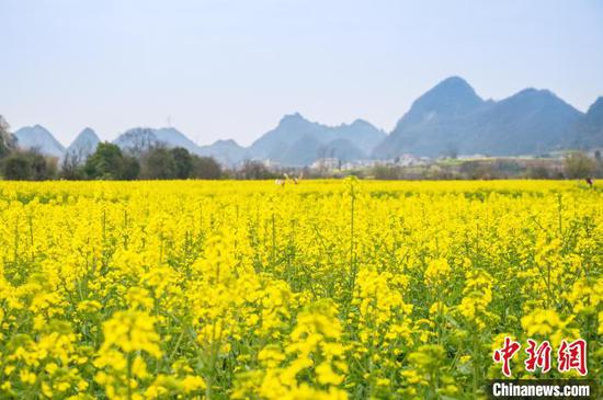 3月20日,游客在鲍家屯村油菜花海游览。唐哲 摄 3月20日,游客在鲍家屯村油菜花海游览。唐哲 摄
