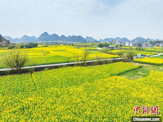 3月20日,航拍鲍家屯村油菜花海。(无人机照片)唐哲 摄 3月20日,航拍鲍家屯村油菜花海。(无人机照片)唐哲 摄