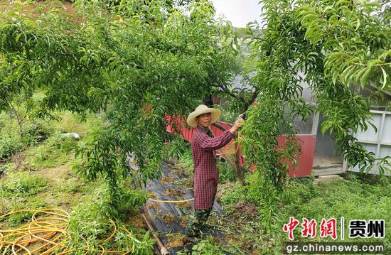 八贺山蜂糖李管理员吴通才在喷农药 八贺山蜂糖李管理员吴通才在喷农药