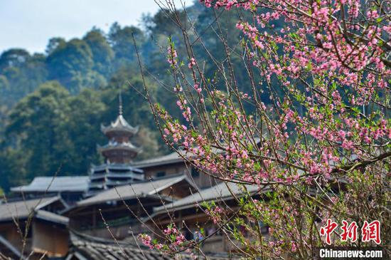 3月20日，贵州省黔东南苗族侗族自治州从江县高增乡占里侗寨春花绽放，到处呈现出一派春意盎然的景色，侗家吊脚楼、鼓楼和田野掩映其间，构成一幅美丽的乡村生态画卷。卢忠南摄