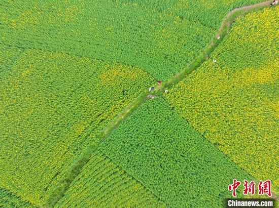 3月20日,航拍游客在鲍家屯村油菜花海游览。(无人机照片)唐哲 摄 3月20日,航拍游客在鲍家屯村油菜花海游览。(无人机照片)唐哲 摄