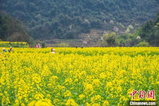 3月20日,游客在鲍家屯村油菜花海游览。唐哲 摄 3月20日,游客在鲍家屯村油菜花海游览。唐哲 摄