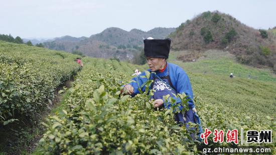 茶农正在采茶 茶农正在采茶