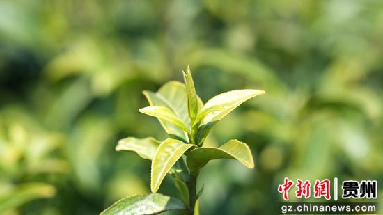 鲜嫩的芽尖 鲜嫩的芽尖