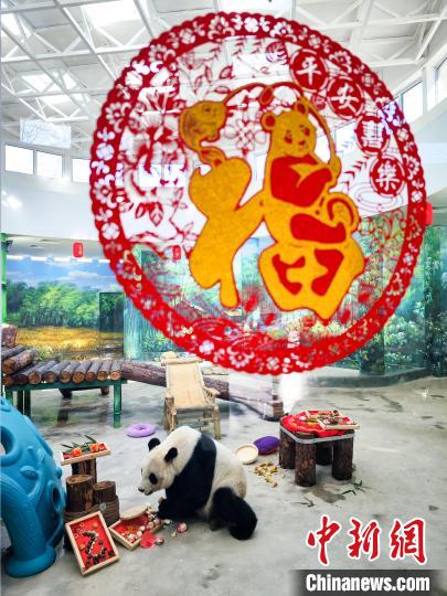 1月27日,天津动物园熊猫馆,大熊猫“喜乐”品尝它的“年夜饭”。随着春节的临近,天津动物园饲养员和营养师团队特别为大熊猫们精心准备了“肥猪拱门、福气满满、蛇么都好、甜甜蜜蜜、金蛇送福、年年有余”等六道大餐,让国宝大熊猫们尽享年味儿。中新社记者 佟郁 摄 1月27日,天津动物园熊猫馆,大熊猫“喜乐”品尝它的“年夜饭”。随着春节的临近,天津动物园饲养员和营养师团队特别为大熊猫们精心准备了“肥猪拱门、福气满满、蛇么都好、甜甜蜜蜜、金蛇送福、年年有余”等六道大餐,让国宝大熊猫们尽享年味儿。中新社记者 佟郁 摄