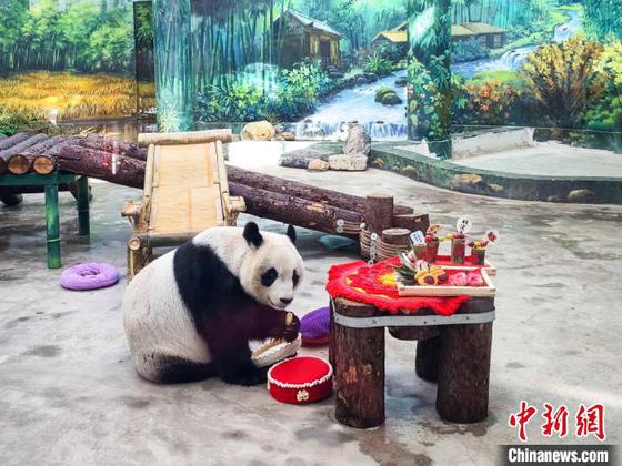 1月27日,天津动物园熊猫馆,大熊猫“喜乐”品尝它的“年夜饭”。随着春节的临近,天津动物园饲养员和营养师团队特别为大熊猫们精心准备了“肥猪拱门、福气满满、蛇么都好、甜甜蜜蜜、金蛇送福、年年有余”等六道大餐,让国宝大熊猫们尽享年味儿。中新社记者 佟郁 摄 1月27日,天津动物园熊猫馆,大熊猫“喜乐”品尝它的“年夜饭”。随着春节的临近,天津动物园饲养员和营养师团队特别为大熊猫们精心准备了“肥猪拱门、福气满满、蛇么都好、甜甜蜜蜜、金蛇送福、年年有余”等六道大餐,让国宝大熊猫们尽享年味儿。中新社记者 佟郁 摄