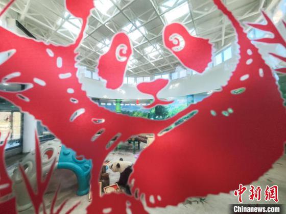 1月27日,天津动物园熊猫馆,大熊猫“喜乐”品尝它的“年夜饭”。随着春节的临近,天津动物园饲养员和营养师团队特别为大熊猫们精心准备了“肥猪拱门、福气满满、蛇么都好、甜甜蜜蜜、金蛇送福、年年有余”等六道大餐,让国宝大熊猫们尽享年味儿。中新社记者 佟郁 摄 1月27日,天津动物园熊猫馆,大熊猫“喜乐”品尝它的“年夜饭”。随着春节的临近,天津动物园饲养员和营养师团队特别为大熊猫们精心准备了“肥猪拱门、福气满满、蛇么都好、甜甜蜜蜜、金蛇送福、年年有余”等六道大餐,让国宝大熊猫们尽享年味儿。中新社记者 佟郁 摄