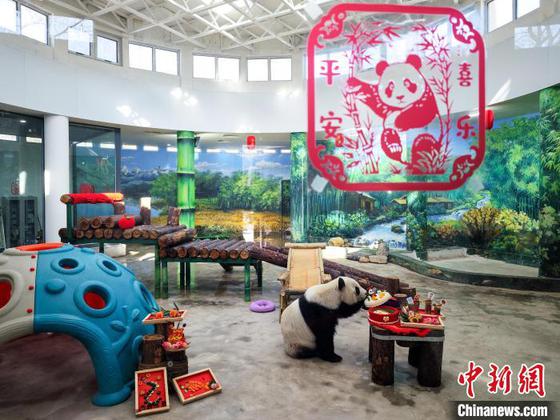 1月27日,天津动物园熊猫馆,大熊猫“喜乐”品尝它的“年夜饭”。随着春节的临近,天津动物园饲养员和营养师团队特别为大熊猫们精心准备了“肥猪拱门、福气满满、蛇么都好、甜甜蜜蜜、金蛇送福、年年有余”等六道大餐,让国宝大熊猫们尽享年味儿。中新社记者 佟郁 摄 1月27日,天津动物园熊猫馆,大熊猫“喜乐”品尝它的“年夜饭”。随着春节的临近,天津动物园饲养员和营养师团队特别为大熊猫们精心准备了“肥猪拱门、福气满满、蛇么都好、甜甜蜜蜜、金蛇送福、年年有余”等六道大餐,让国宝大熊猫们尽享年味儿。中新社记者 佟郁 摄
