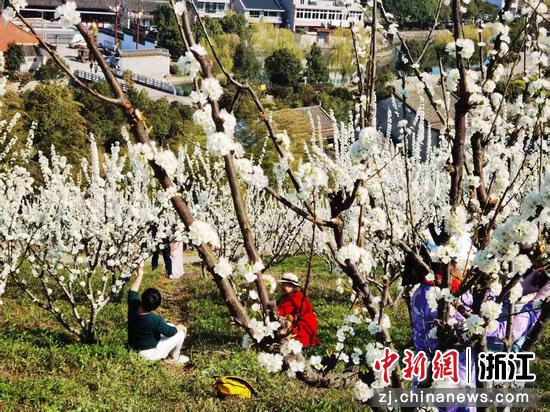 近日,舟山金塘李花盛开。 (主办方供图)