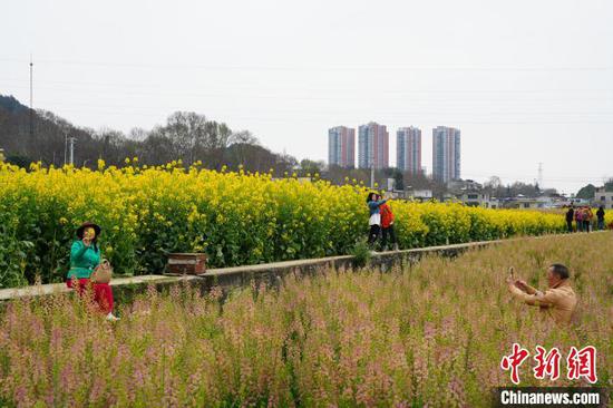 图为游客在油菜花海中拍照游玩。石小杰 摄 图为游客在油菜花海中拍照游玩。石小杰 摄
