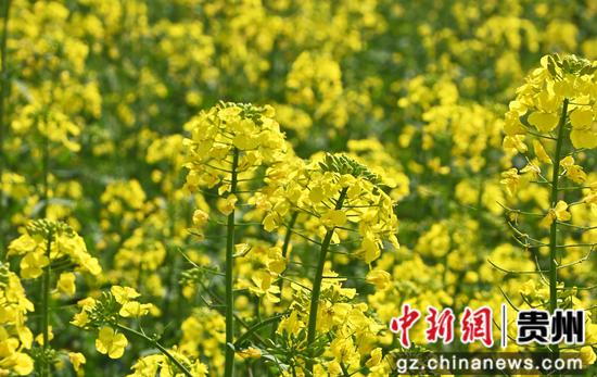 松桃县千亩油菜花开绘就田园春景图 松桃县千亩油菜花开绘就田园春景图