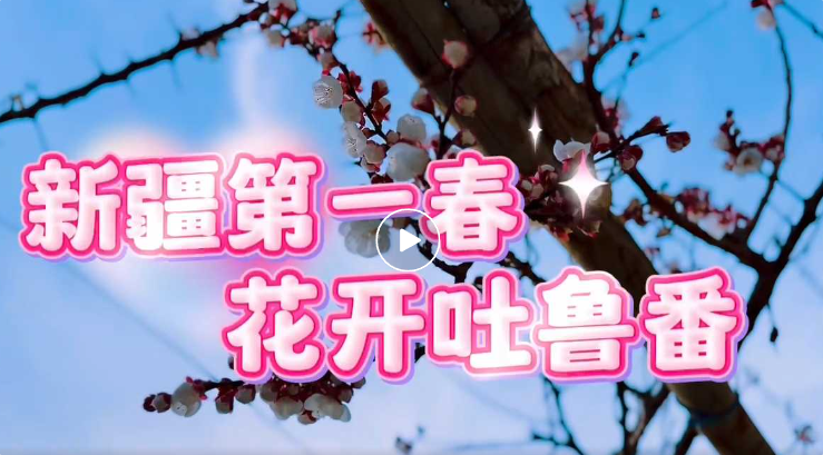 千亩杏花盛开！