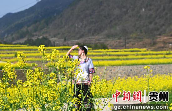 松桃县千亩油菜花开绘就田园春景图 松桃县千亩油菜花开绘就田园春景图
