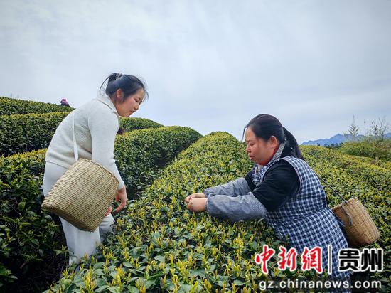 游客向工人学习采茶要点。 余甚君摄 游客向工人学习采茶要点。 余甚君摄