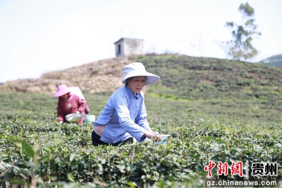 茶农正在采茶 茶农正在采茶