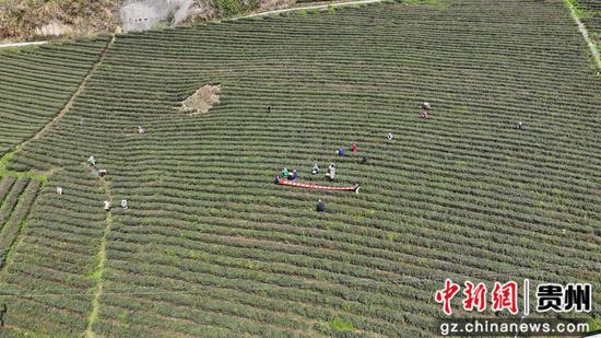 罗甸县上隆茶果场 罗甸县上隆茶果场