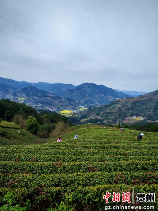 茶山工人采茶。 余甚君摄 茶山工人采茶。 余甚君摄