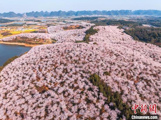3月25日,贵州省贵安新区的万亩樱花竞相绽放,如云似霞,吸引大量游客前往观赏,乐享春光。图为航拍贵安新区万亩樱花园。(无人机照片)唐哲 摄 3月25日,贵州省贵安新区的万亩樱花竞相绽放,如云似霞,吸引大量游客前往观赏,乐享春光。图为航拍贵安新区万亩樱花园。(无人机照片)唐哲 摄