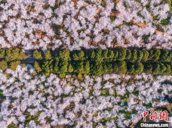 3月25日,贵州省贵安新区的万亩樱花竞相绽放,如云似霞,吸引大量游客前往观赏,乐享春光。图为航拍贵安新区万亩樱花园。(无人机照片)唐哲 摄 3月25日,贵州省贵安新区的万亩樱花竞相绽放,如云似霞,吸引大量游客前往观赏,乐享春光。图为航拍贵安新区万亩樱花园。(无人机照片)唐哲 摄