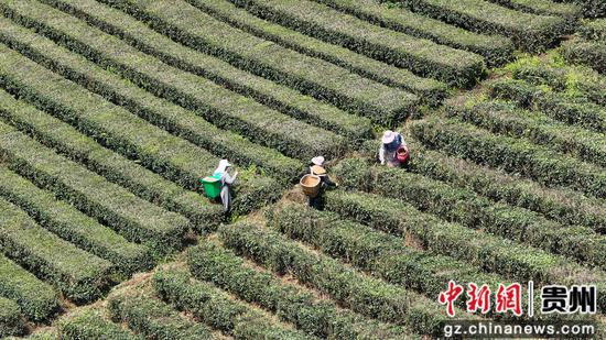 茶农正在采茶 茶农正在采茶