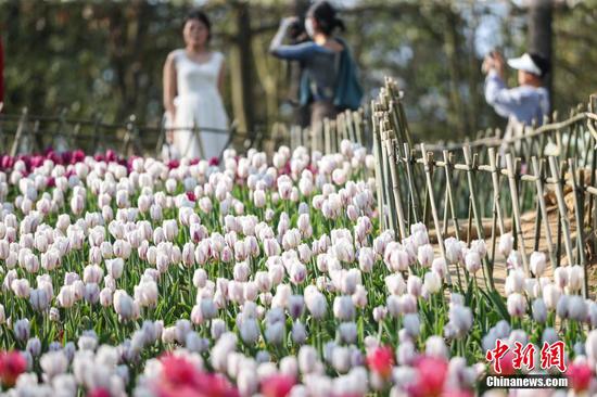 3月25日,盛开的郁金香吸引游客观赏、拍照。近日,贵州省黔南布依族苗族自治州龙里县龙架山国家森林公园内种植的郁金香盛开,吸引市民、游客前来观赏。 3月25日,盛开的郁金香吸引游客观赏、拍照。近日,贵州省黔南布依族苗族自治州龙里县龙架山国家森林公园内种植的郁金香盛开,吸引市民、游客前来观赏。