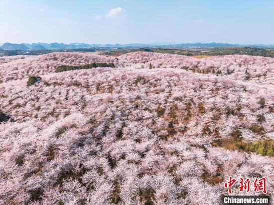 3月25日,贵州省贵安新区的万亩樱花竞相绽放,如云似霞,吸引大量游客前往观赏,乐享春光。图为航拍贵安新区万亩樱花园。(无人机照片)唐哲 摄 3月25日,贵州省贵安新区的万亩樱花竞相绽放,如云似霞,吸引大量游客前往观赏,乐享春光。图为航拍贵安新区万亩樱花园。(无人机照片)唐哲 摄