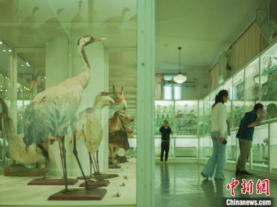 3月1日,位于天津外国语大学内的天津北疆博物院,以独特的建筑风貌和珍稀的馆藏体系受到关注。中新社记者 佟郁 摄