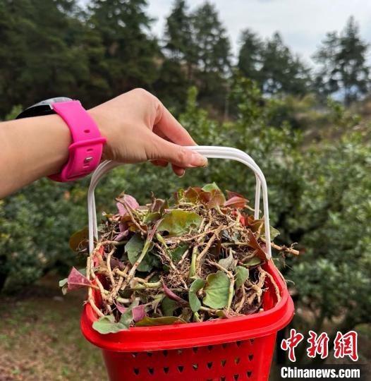 图为李槿芳在贵阳市郊区采挖的折耳根。(受访者供图) 图为李槿芳在贵阳市郊区采挖的折耳根。(受访者供图)