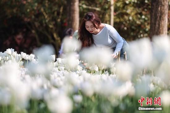 3月25日,盛开的郁金香吸引游客观赏。近日,贵州省黔南布依族苗族自治州龙里县龙架山国家森林公园内种植的郁金香盛开,吸引市民、游客前来观赏。 3月25日,盛开的郁金香吸引游客观赏。近日,贵州省黔南布依族苗族自治州龙里县龙架山国家森林公园内种植的郁金香盛开,吸引市民、游客前来观赏。