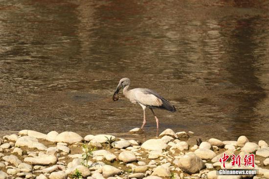 图为钳嘴鹳正在河里觅食。