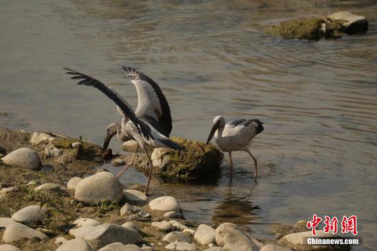 图为钳嘴鹳正在河里觅食。